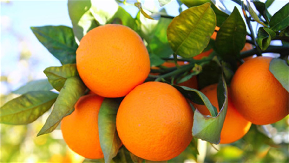 ta-diatrofika-ofeli-tou-portokaliou