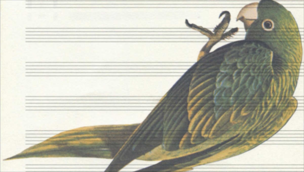 i-eleni-kamma-epimenei-oti-p-opos-politiki-p-opos-papagaloi