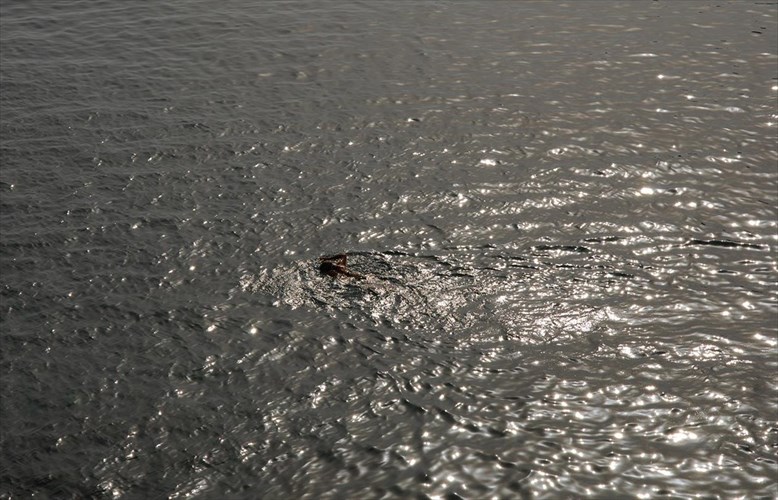 40-xronia-spetses-stin-ekthesi-tis-lizis-kalliga