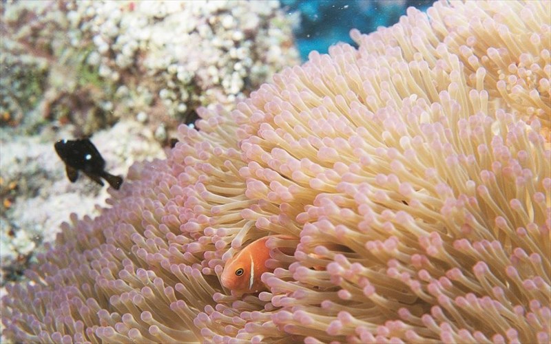 korallia-kai-ufaloi-sto-neo-psifiako-planitario-tou-idrumatos-eugenidou-ksana