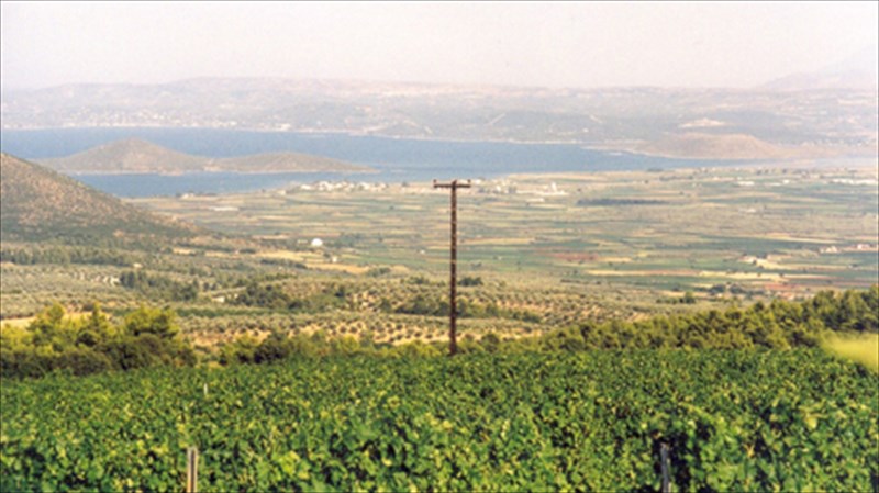 ktima-karadimou-eklektes-etiketes-apo-mia-omiriki-poli