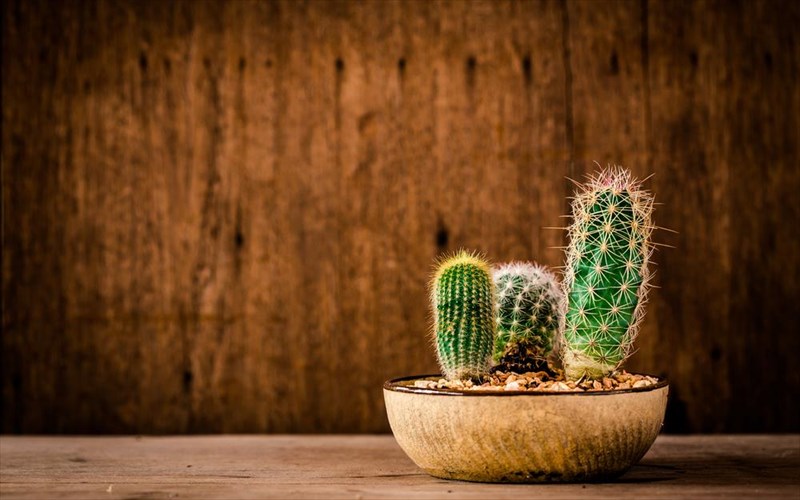 exete-dokimasei-na-paiksete-me-kaktous