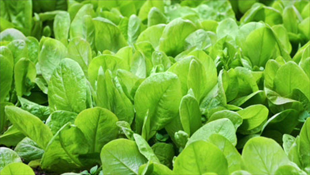 6-trofes-gia-tin-ugeia-ton-mation-trofes-gia-tin-ugeia-ton-mation