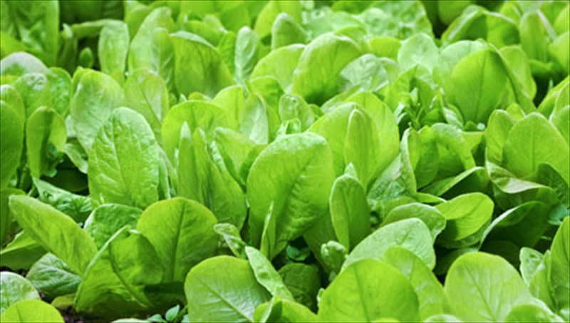 6-trofes-gia-tin-ugeia-ton-mation-trofes-gia-tin-ugeia-ton-mation