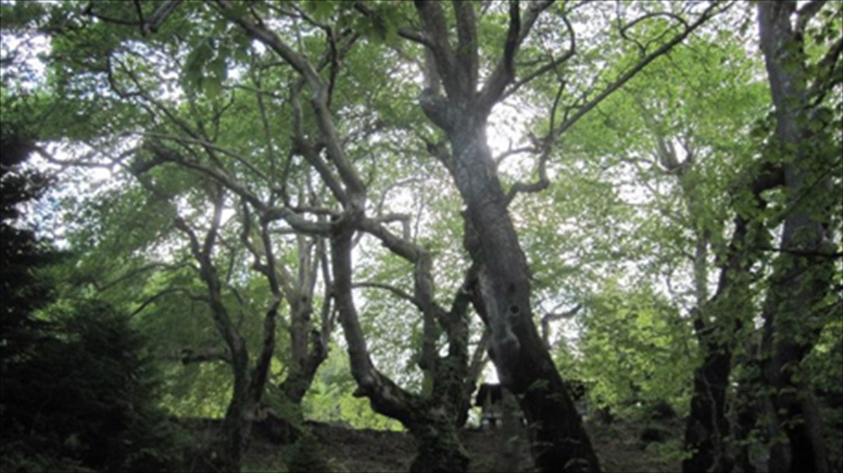 diimero-festibal-mesa-sti-fusi-tis-fokidas