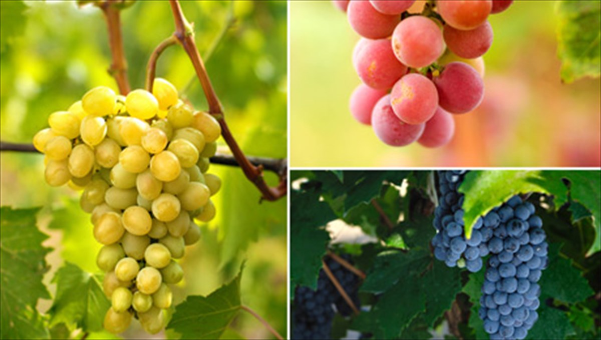 kokkina-vs-maura-stafulia-poia-einai-ta-pio-ofelima