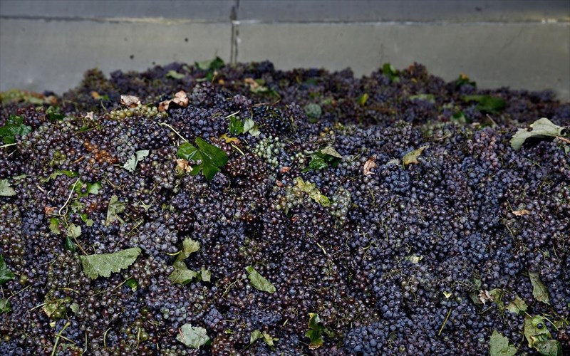 fotografiki-bolta-stous-ampelones-kai-ta-oinopoieia-tis-nemeas