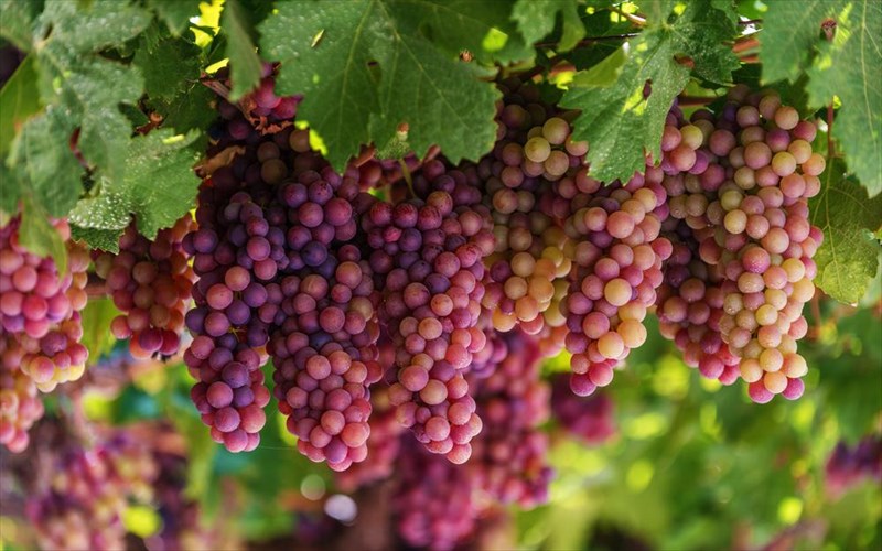 ta-krasia-tou-aigaiou-erxontai-stin-athina