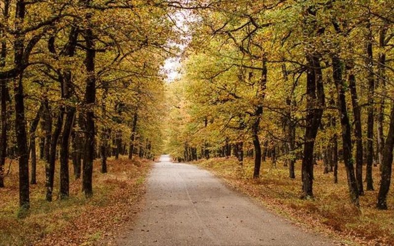 fthinoporini-apodrasi-sto-druodasos-folois-me-tous-active-sundays