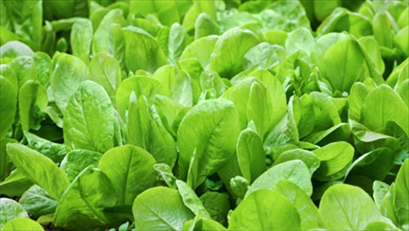 9-trofes-gia-orasiaetou-trofes-gia-orasiaetou