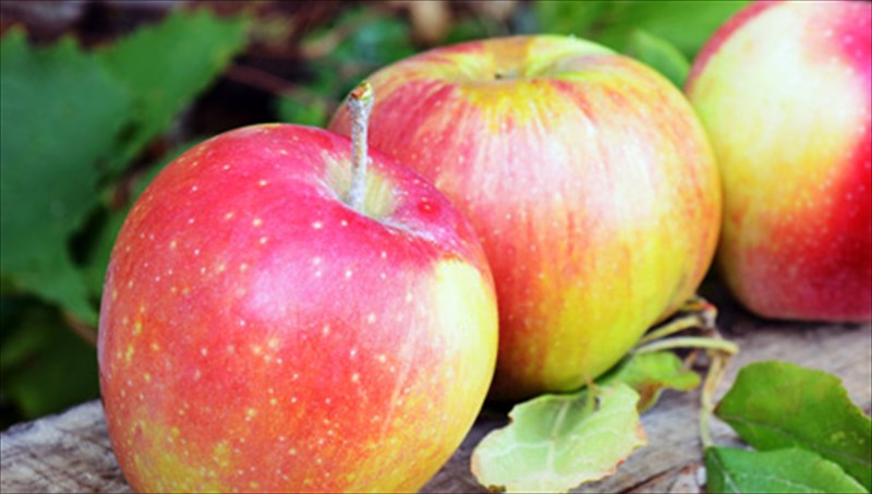 ena-milo-tin-imera-to-giatro-ton-kanei-pera