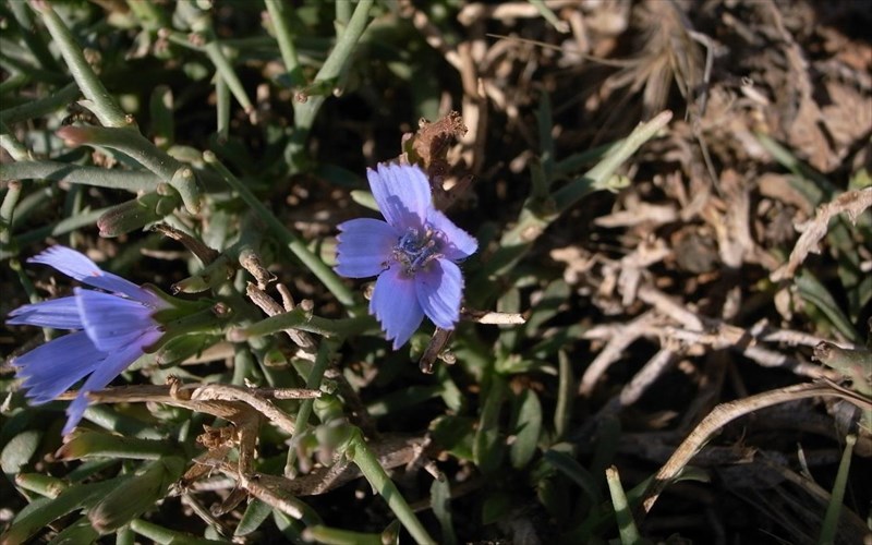 to-stamnagkathi-sto-mikroskopio-tou-eidikou