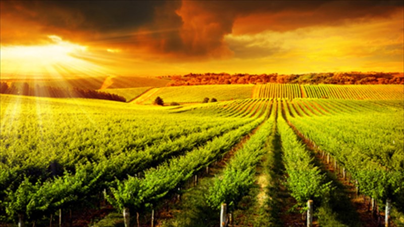 5-mustika-gia-na-dialeksete-to-kalutero-oikonomiko-krasi-mustika-gia-na-dialeksete-to-kalutero-oikonomiko-krasi