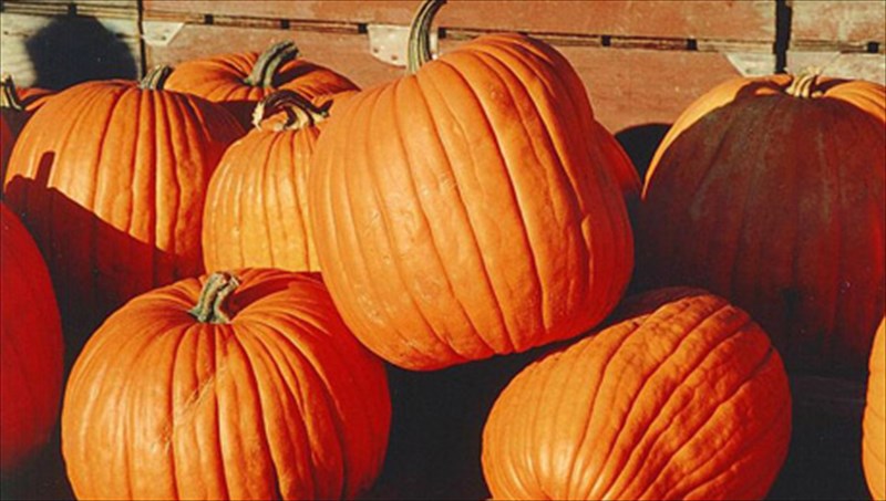 i-diatrofiki-aksia-tis-kolokuthas