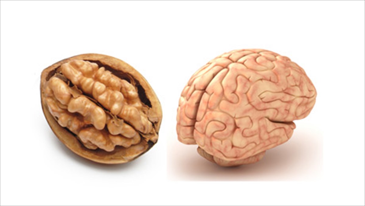 trofes-pou-thumizoun-meri-tou-somatos-kai-epipleon-ta-ofeloun