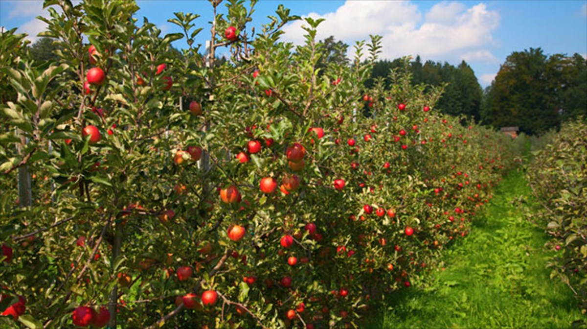 biologika-proionta-giati-na-ta-protimisoume