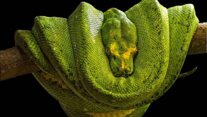 snakes-ta-fidia-epitithentai-sto-mall