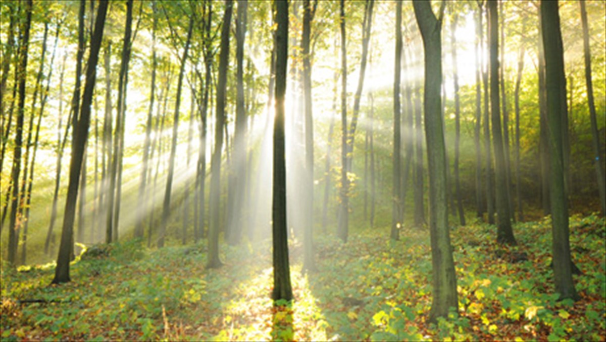 sto-muthistorimatiko-dasos-tou-xristou-aggelakou