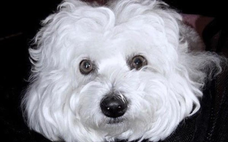 i-barbra-streisand-klonopoiise-ton-skulo-tis