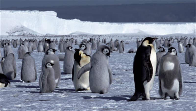 o-ellinikos-kosmos-metamorfonetai-se-pagomeni-antarktiki