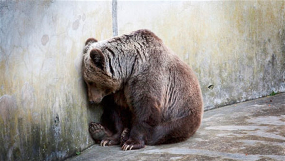 arktouros-20x20-mia-fotografiki-episkepsi-sti-fusi