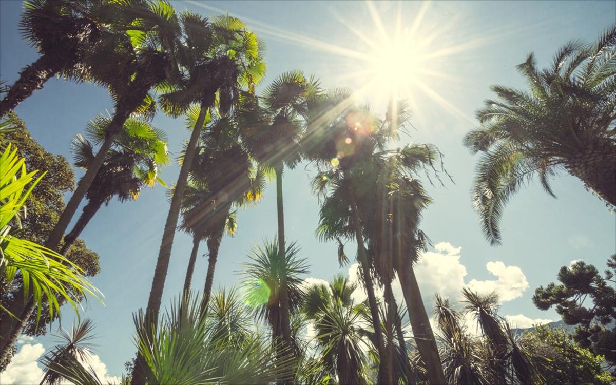 ilios-kalifornia-foinikes