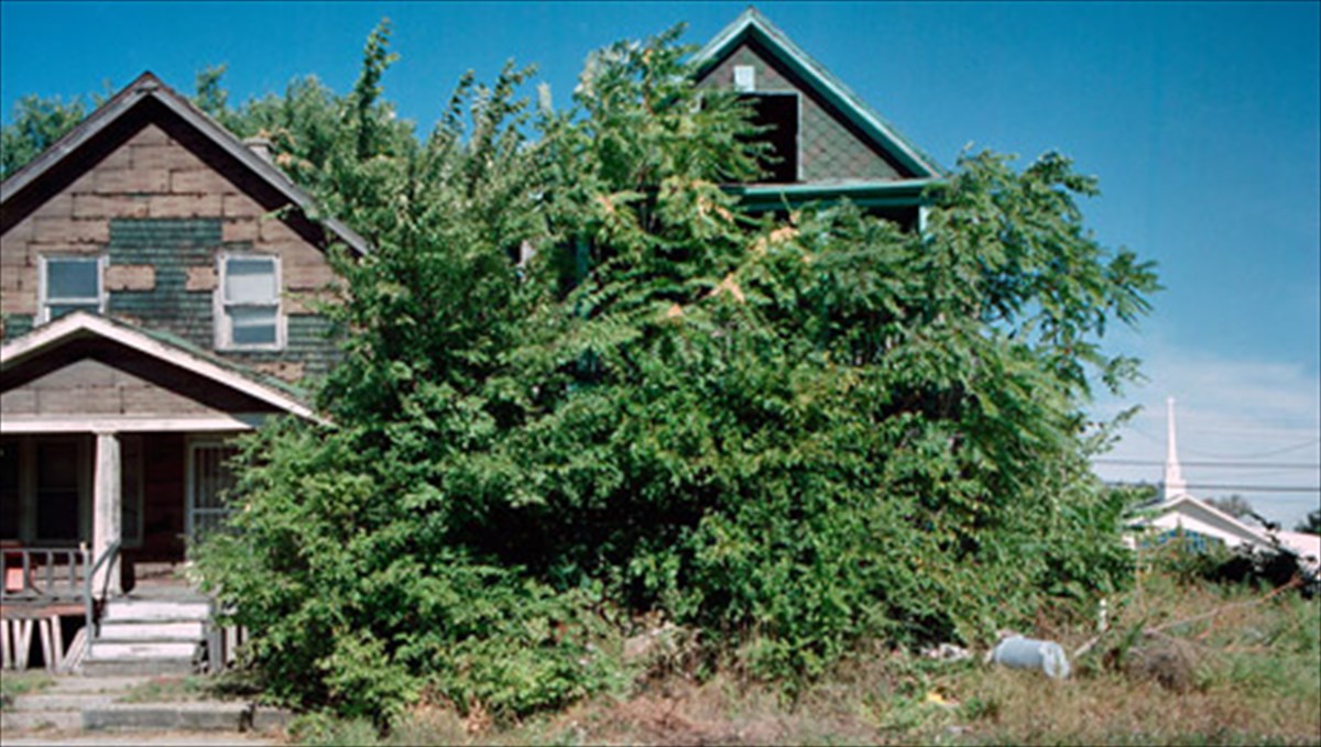 agria-apomeinaria-enos-astikou-topiou