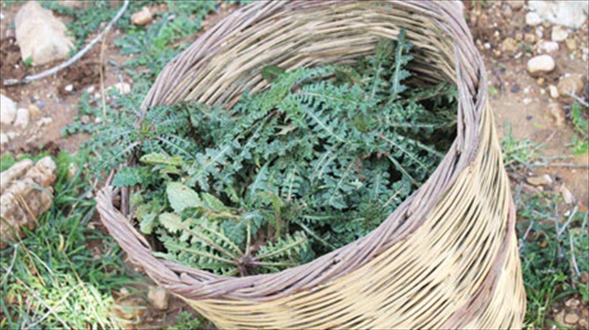 eklekta-xorta-apo-ti-fusi-sto-piato-mas