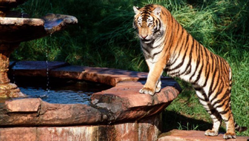 oi-kaluteroi-zoologikoi-kipoi-ston-kosmo-pou-sebontai-tin-agria-zoi