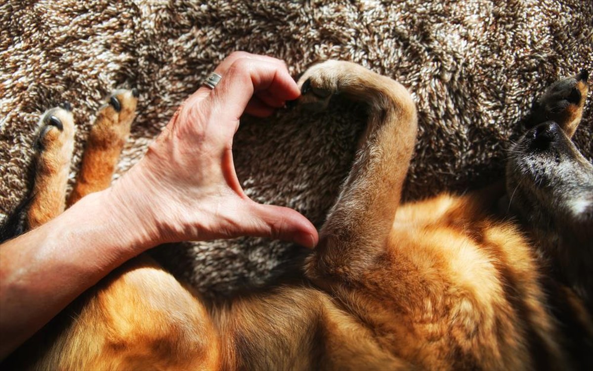 pagkosmia-imera-zoon