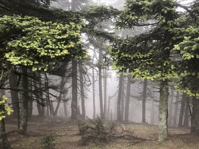 xeimerino-kampingk-sto-dasos