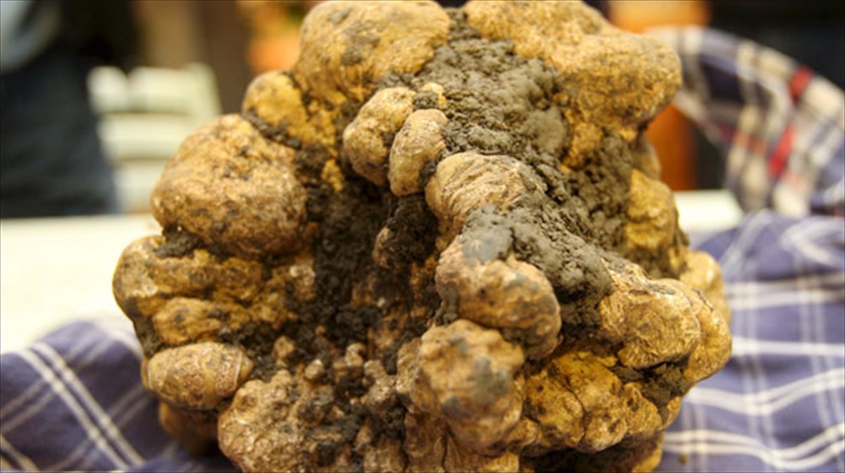 ekpaideumena-skulia-kunigoun-troufes