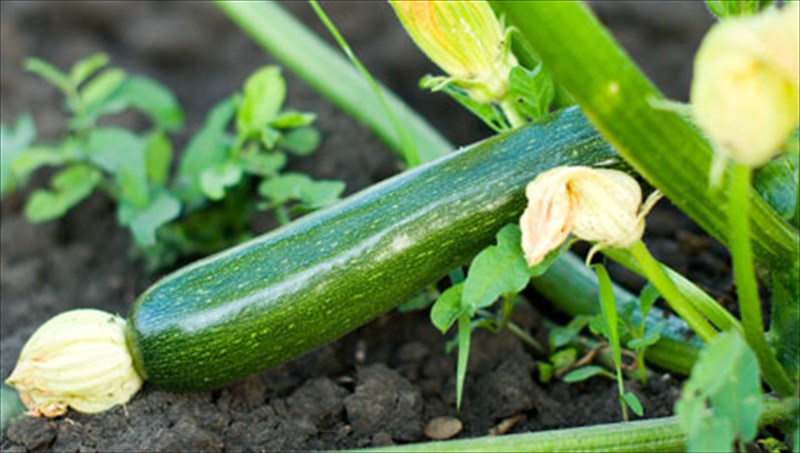 to-kolokuthi-kai-i-simantiki-diatrofiki-tou-aksia-simantiki-diatrofiki-tou-aksia