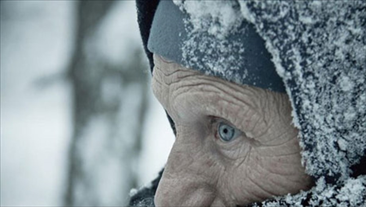 murise-xamomili-sti-dresdi