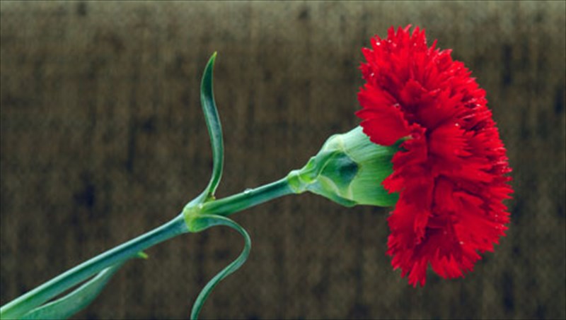 ola-osa-isos-de-gnorizete-gia-tin-protomagia