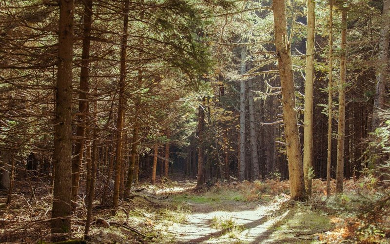 erxetai-paramuthenia-pezoporia-sto-mainalo-kai-to-arkoudorema