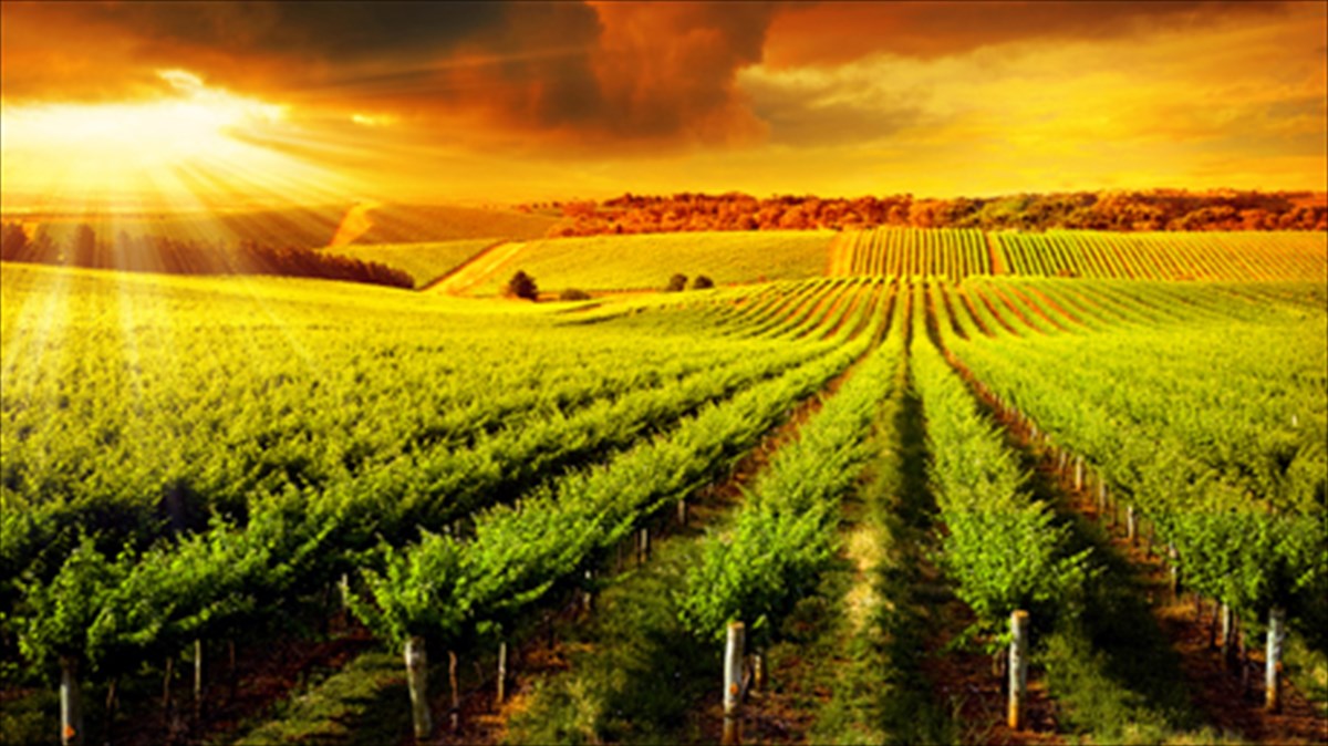 ta-oinopoieia-tis-xoras-anoigoun-tis-portes-tous