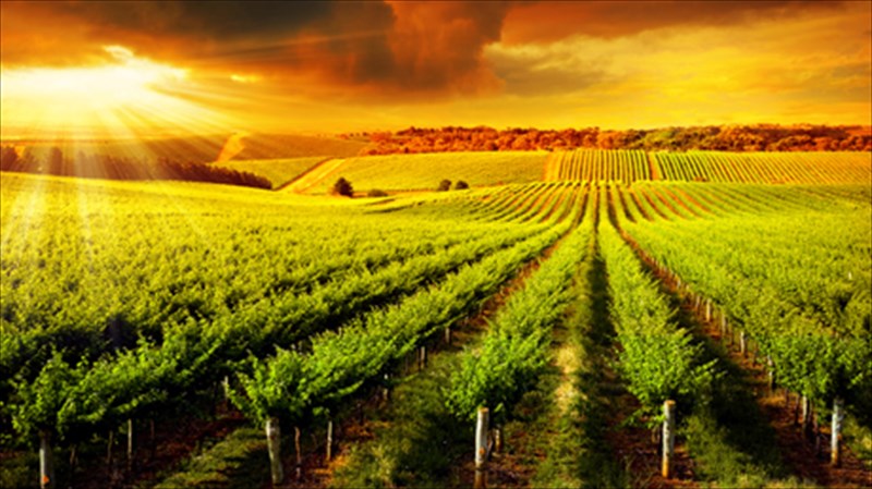 ta-oinopoieia-tis-xoras-anoigoun-tis-portes-tous