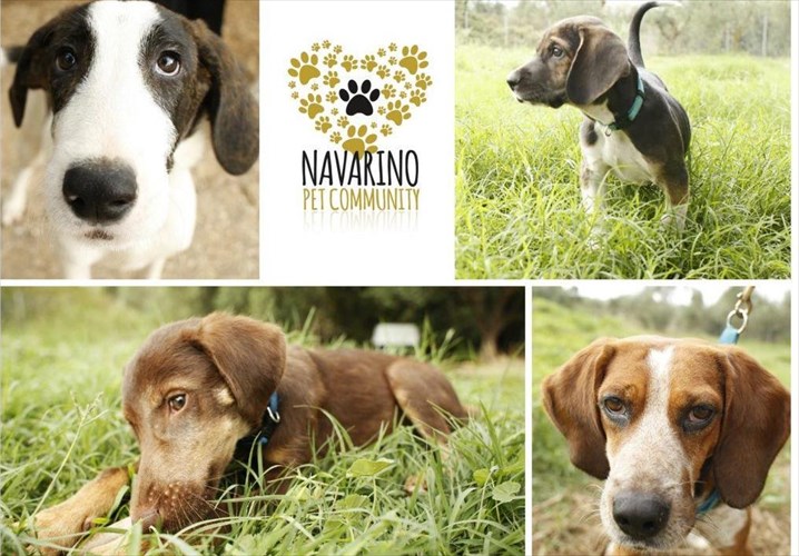 wearebetterwithpets-weekend-by-purina