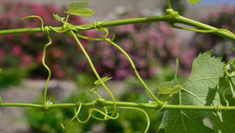 h-ampeloessa-santorini-se-proto-plano