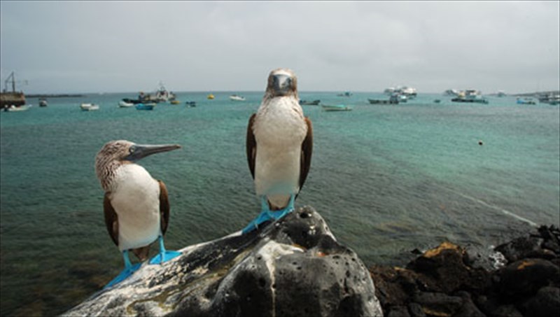 10-prostateuomena-nisiotika-kai-mi-oikosustimata