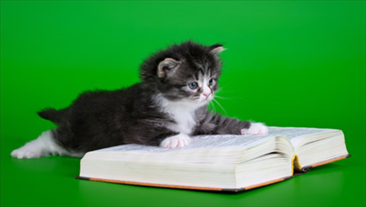 ogatofilos-louis-sepoulbeda