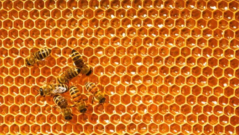 kala-krummena-mustika-bgainoun-stin-epifaneia