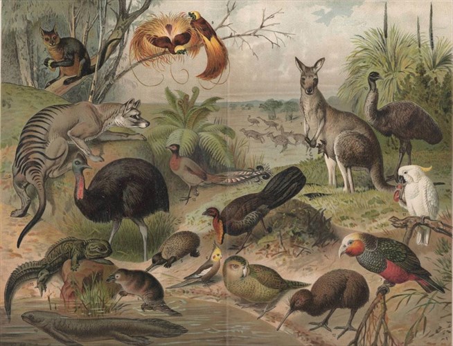 tarixeumena-zoa-katalambanoun-ti-stegi-kai-tragoudoun-gia-tin-aimatobammeni-mesogeio