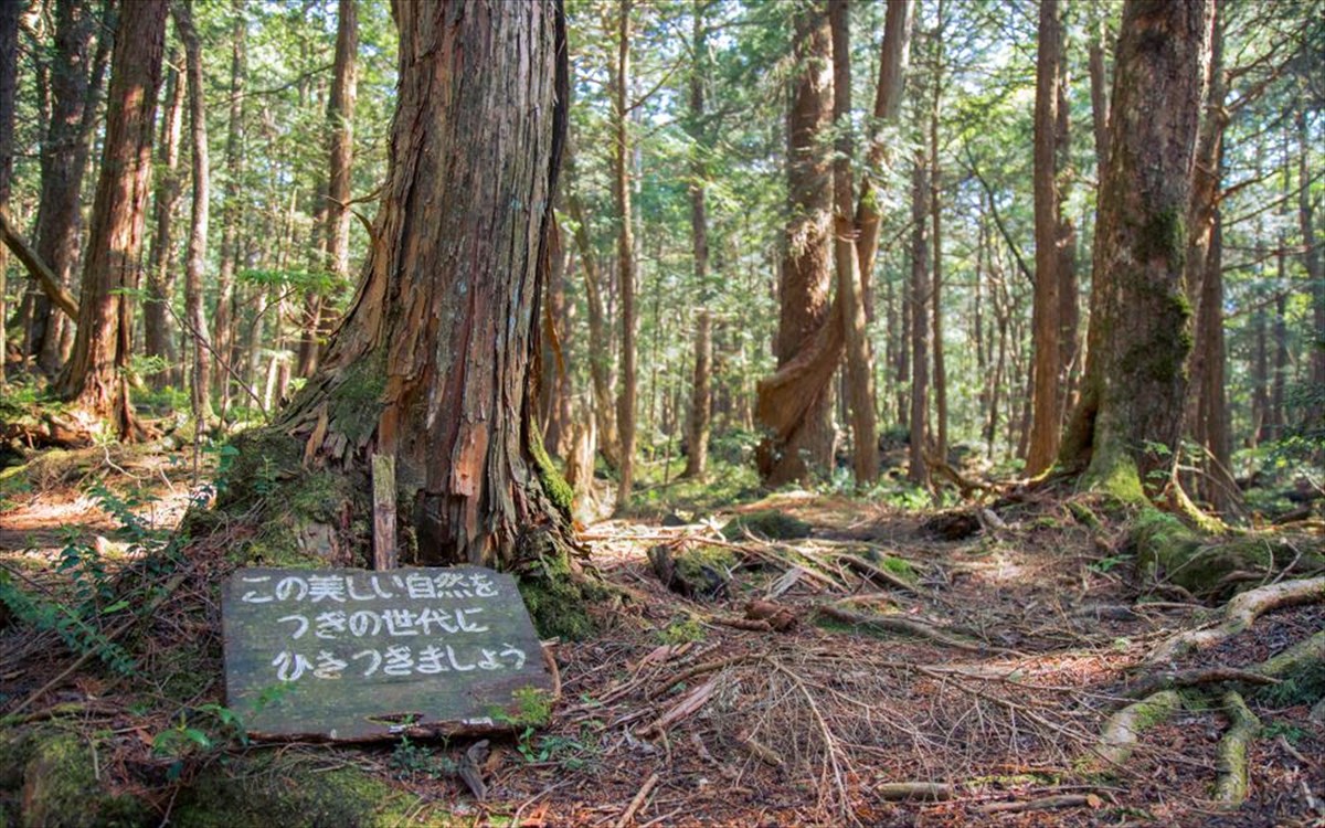 aokigahara-dasos-iaponia