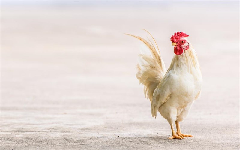 ioi-poulerikon-kai-karkinos-pos-sxetizontai