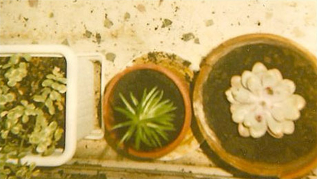 thelo-na-gino-ulistis-alla