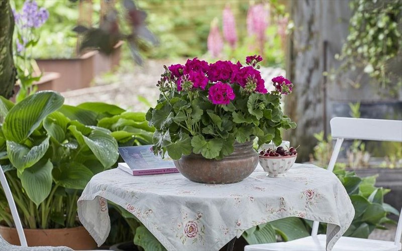 pos-na-dimiourgisete-enan-anthismeno-paradeiso-sto-spiti-sas-me-to-gerani