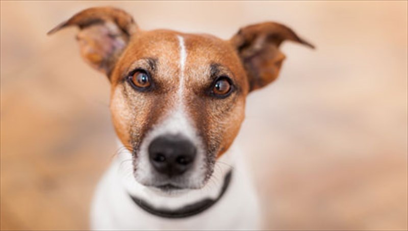 filozoiko-bazaar-sto-brusaki