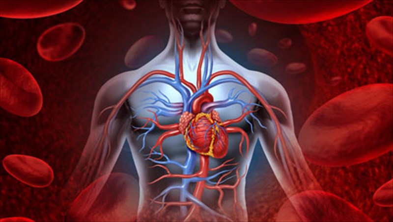 30kai1-perierges-plirofories-gia-to-anthropino-soma